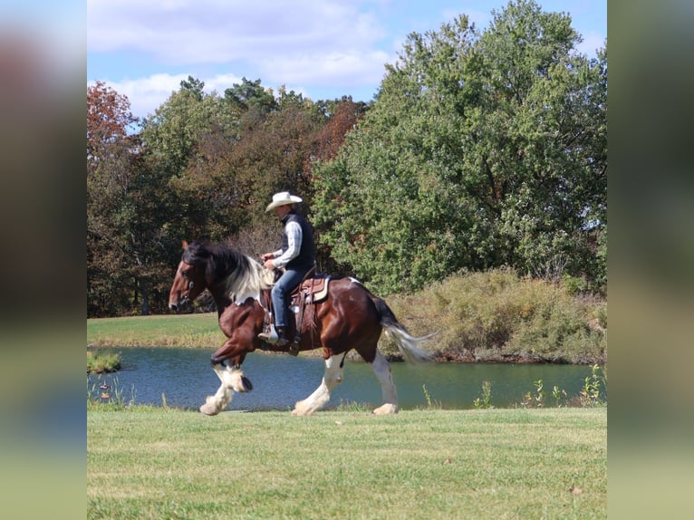 Spotted Saddle Horse Wallach 6 Jahre 173 cm Tobiano-alle-Farben in Howell