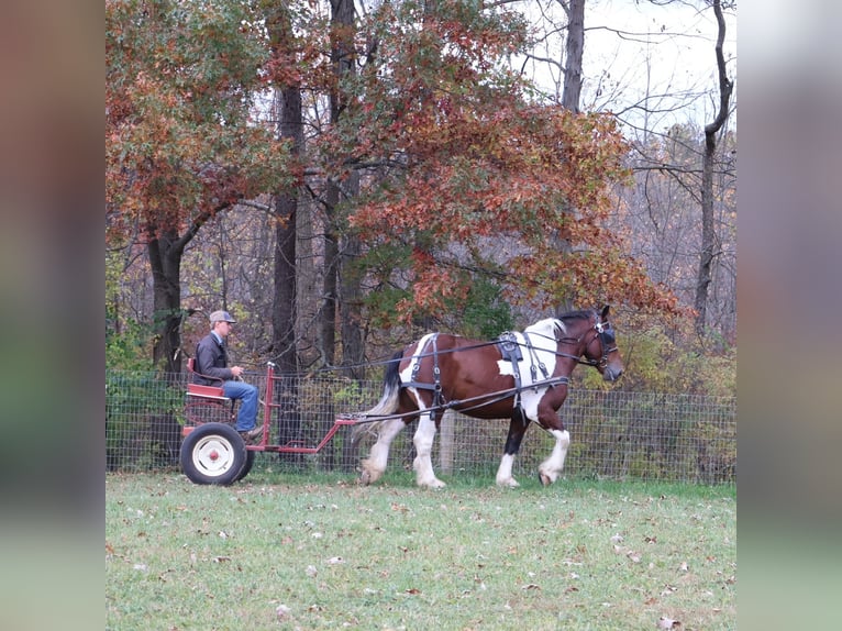 Spotted Saddle Horse Wallach 6 Jahre 173 cm Tobiano-alle-Farben in Howell