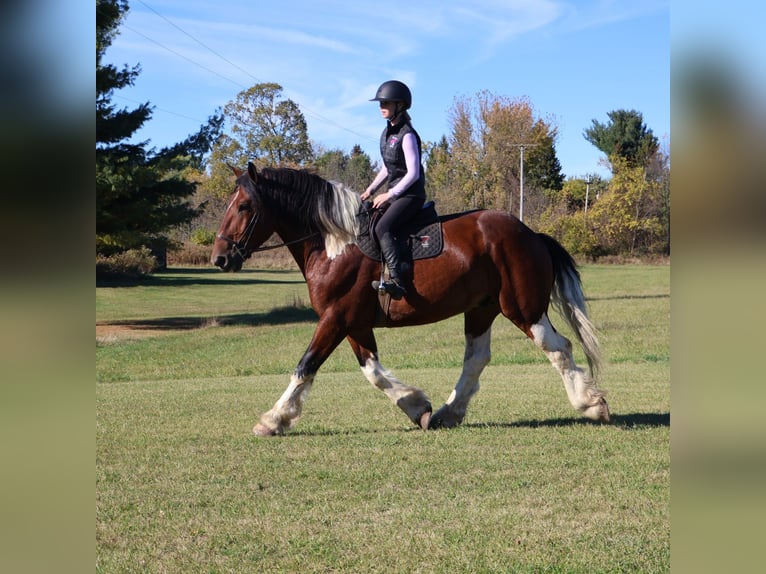 Spotted Saddle Horse Wallach 6 Jahre 173 cm Tobiano-alle-Farben in Howell