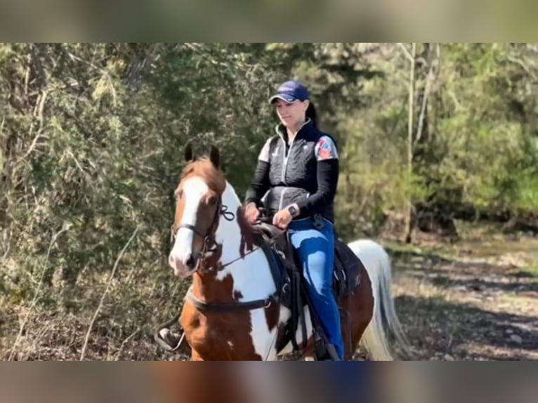 Spotted Saddle Horse Wallach 7 Jahre 152 cm Rotfuchs in Granite Falls