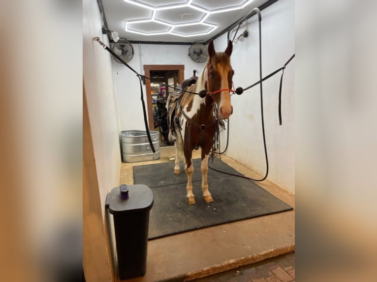 Spotted Saddle Horse Wallach 7 Jahre 152 cm Rotfuchs in Granite Falls