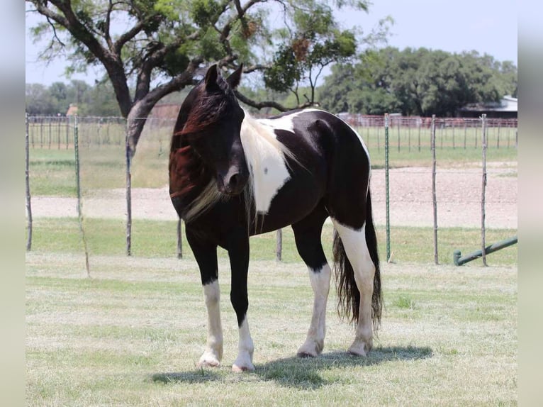 Spotted Saddle Horse Wallach 7 Jahre 152 cm Tobiano-alle-Farben in Lipan Tx