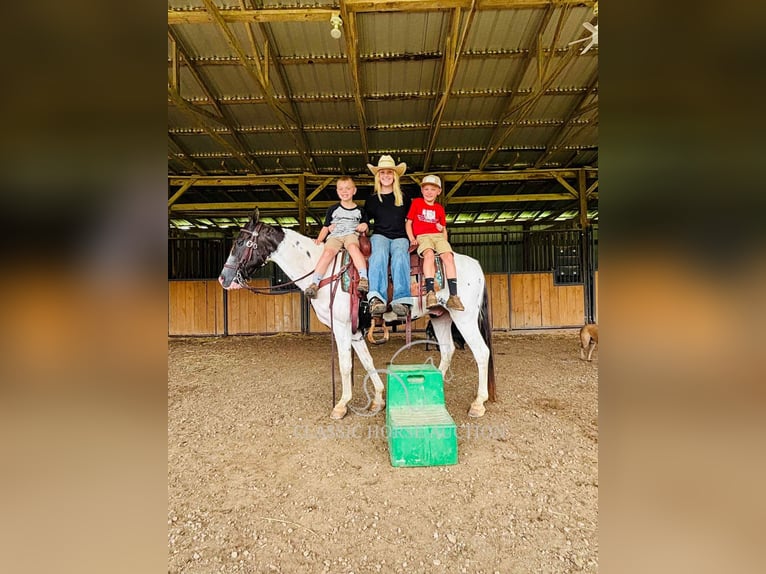 Spotted Saddle Horse Wallach 8 Jahre 142 cm Tobiano-alle-Farben in Columbia