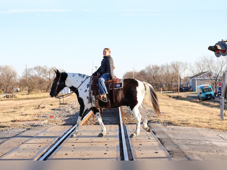Spotted Saddle Horse Wallach 8 Jahre 147 cm Schecke in Forney