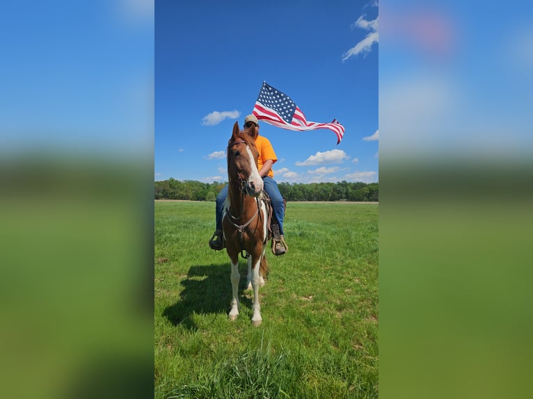 Spotted Saddle Horse Mix Wallach 8 Jahre 152 cm Schecke in Marion