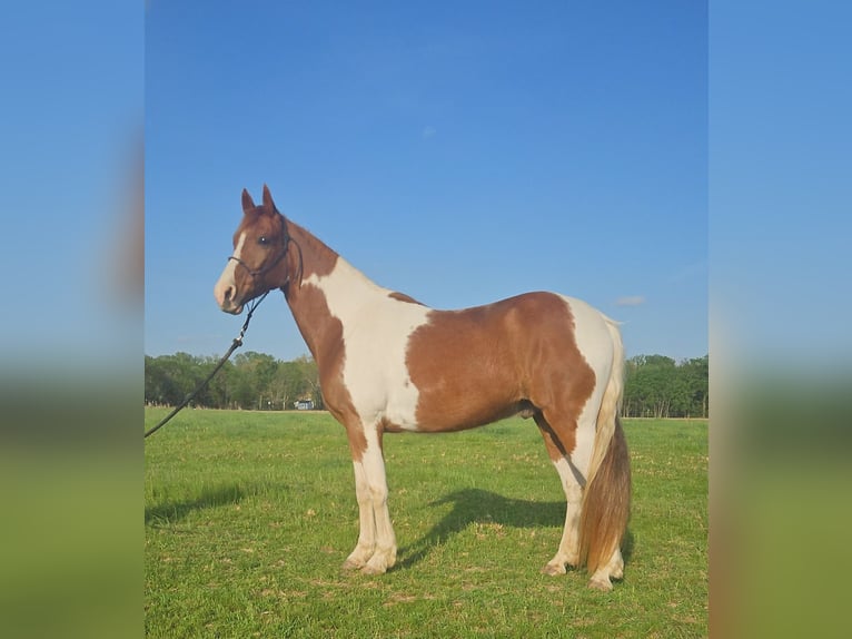 Spotted Saddle Horse Mix Wallach 8 Jahre 152 cm Schecke in Marion