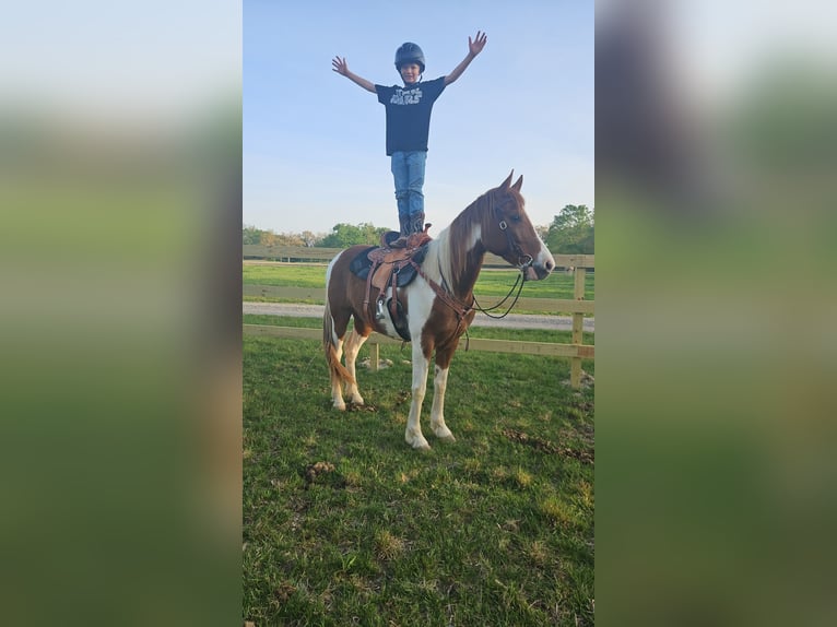 Spotted Saddle Horse Mix Wallach 8 Jahre 152 cm Schecke in Marion