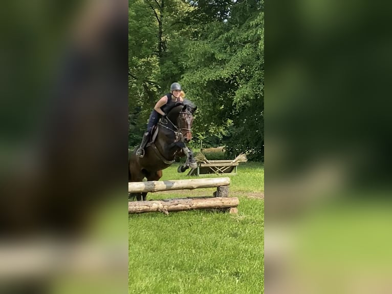 Springpferd langfristig zur Verfügung 