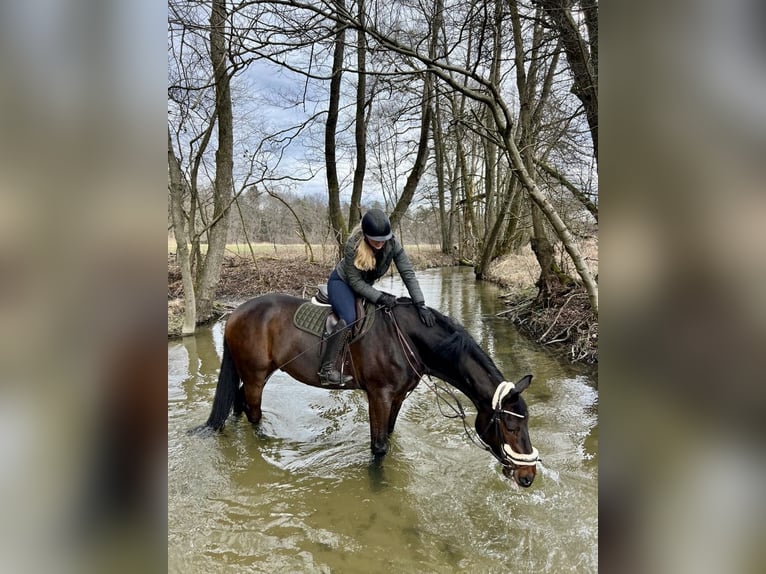 Springpferd langfristig zur Verfügung 