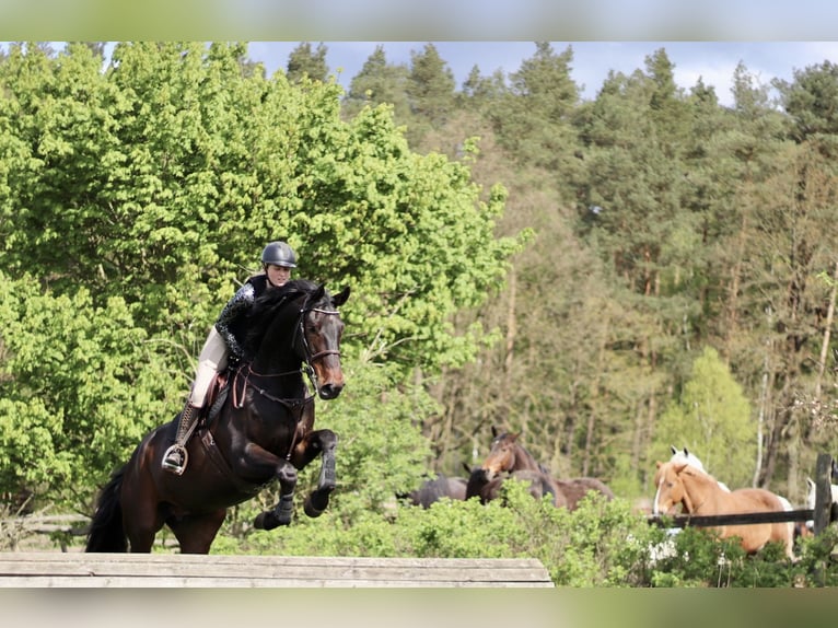 Springpferd langfristig zur Verfügung 