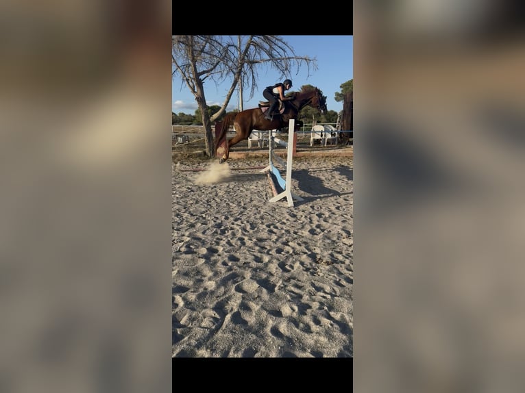 Springpferd zur Verfügung oder RB