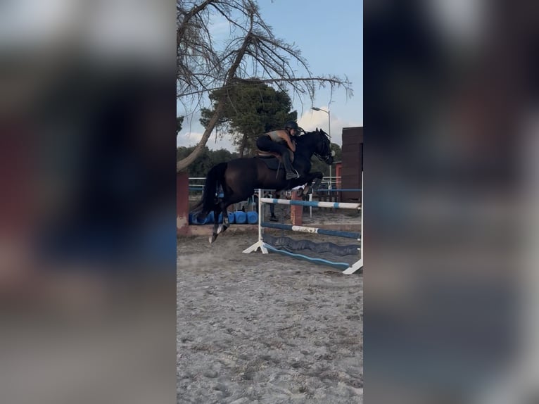 Springpferd zur Verfügung oder RB