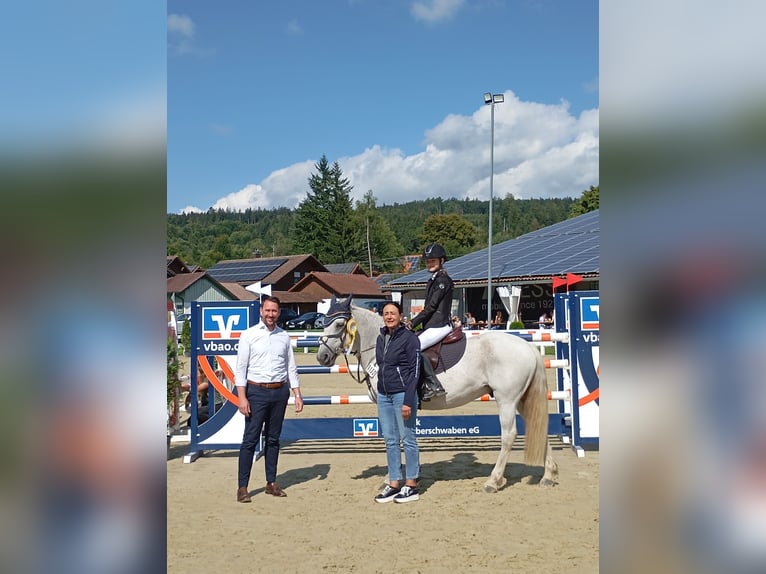 Springpony-, Pferd gesucht