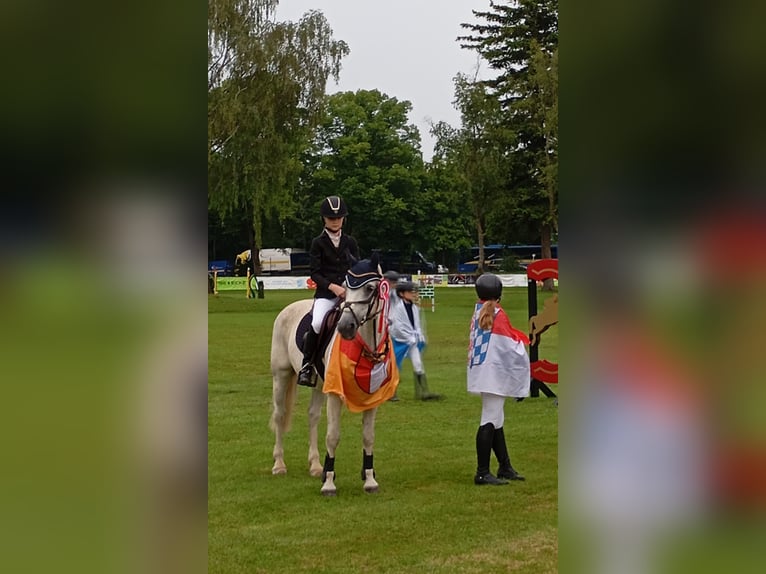Springpony-, Pferd gesucht