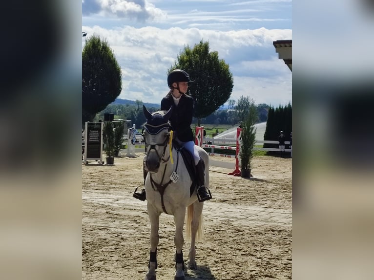 Springpony-, Pferd gesucht