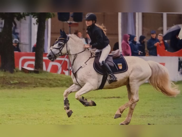 Springpony-, Pferd gesucht