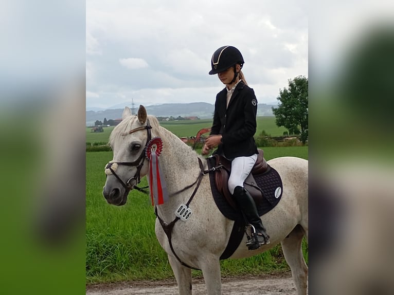 Springpony-, Pferd gesucht