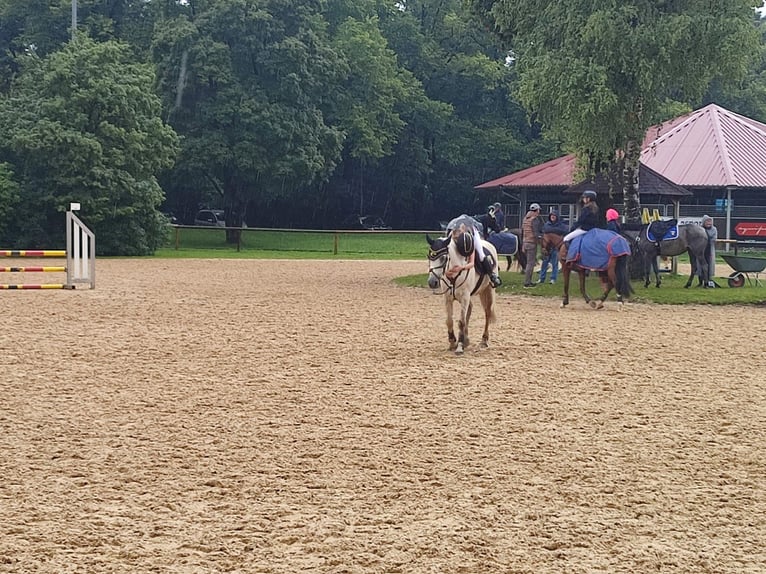 Springpony-, Pferd gesucht
