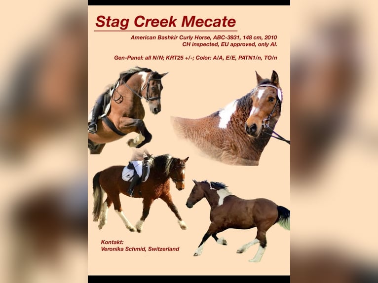 Stag Creek Mecate Caballo ""Curly"" Semental Tobiano-todas las-capas in Bern