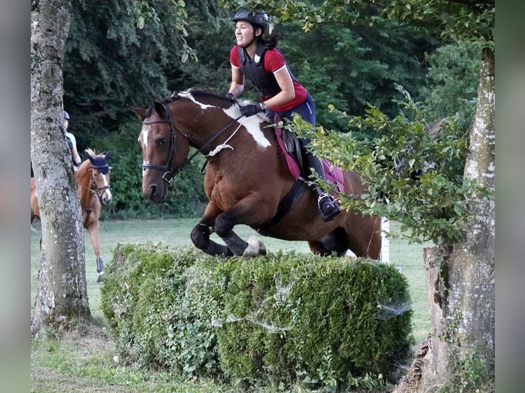 Stag Creek Mecate Caballo ""Curly"" Semental Tobiano-todas las-capas in Bern