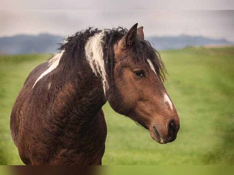 Stag Creek Mecate Caballo ""Curly"" Semental Tobiano-todas las-capas in Bern