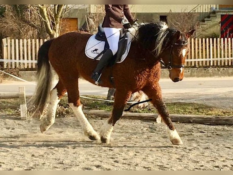 Stag Creek Mecate Curly horse Stallion Tobiano-all-colors in Bern