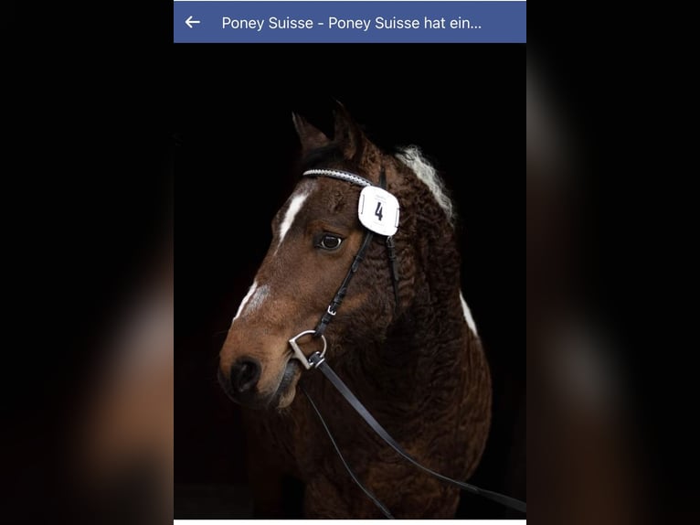 Stag Creek Mecate Curly horse Stallion Tobiano-all-colors in Bern