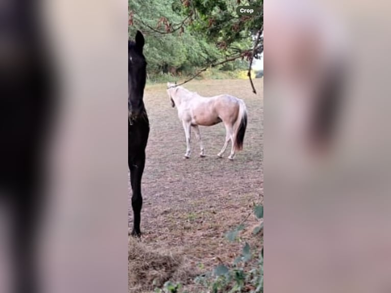Standardbred américain Croisé Hongre 9 Ans Tobiano-toutes couleurs in Surrey