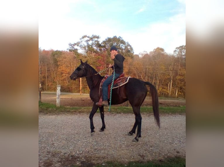 Standardbred américain Jument 10 Ans 163 cm Bai brun in Walhonding