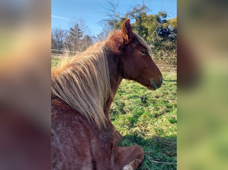 Standardbred américain Jument 2 Ans 160 cm Rouan Rouge in Saarland