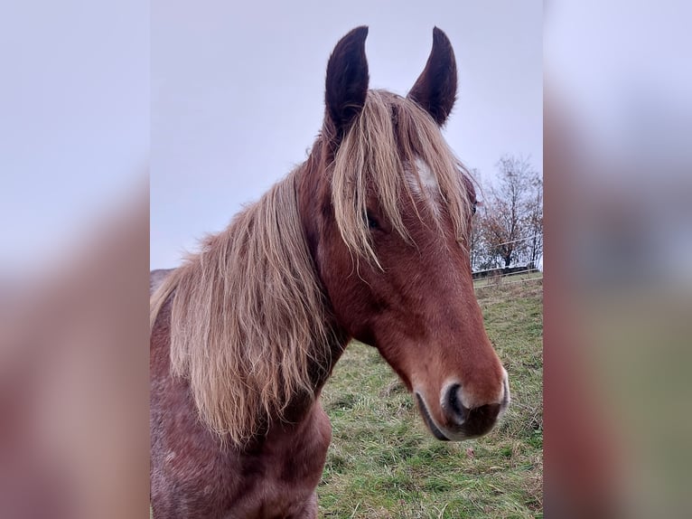 Standardbred américain Jument 2 Ans 160 cm Rouan Rouge in Saarland