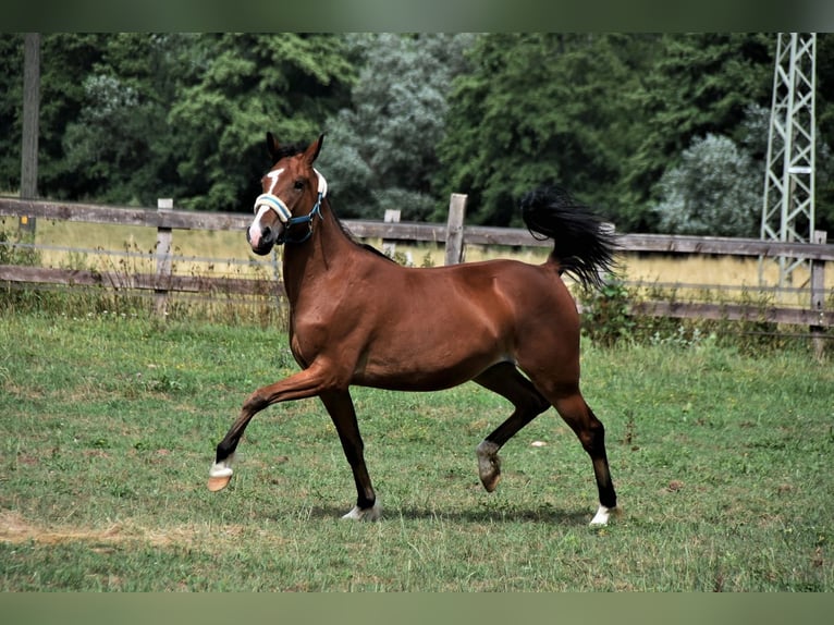 Standardbred américain Jument 5 Ans 153 cm Bai in Althengstett