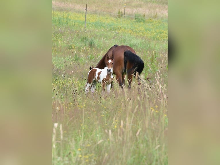 Standardbred américain Jument 5 Ans 153 cm Bai in Althengstett
