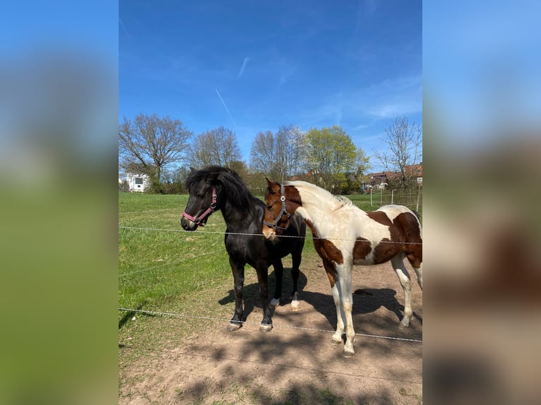 Standardbred américain Jument 5 Ans 153 cm Bai in Althengstett