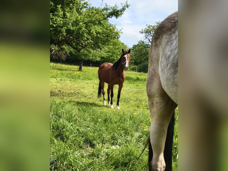 Standardbred américain Jument 5 Ans 153 cm Bai in Althengstett