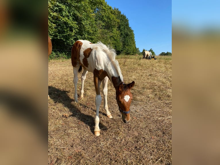 Standardbred américain Jument 5 Ans 153 cm Bai in Althengstett