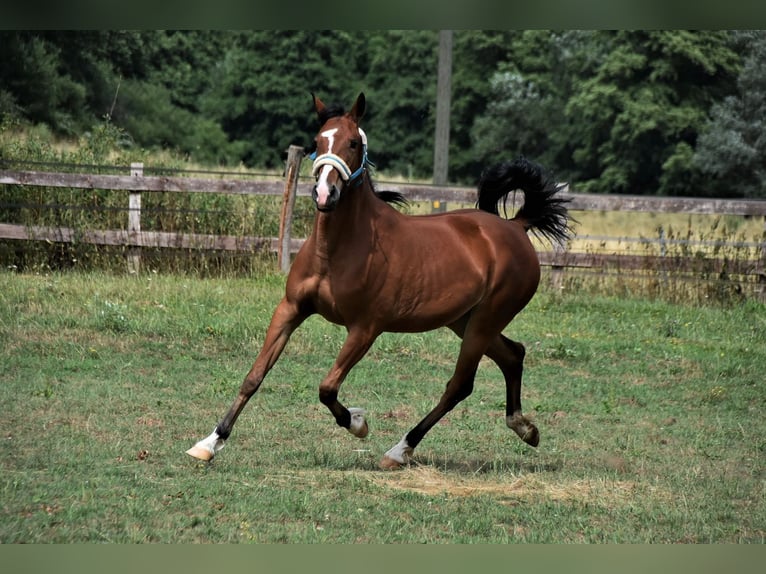 Standardbred américain Jument 5 Ans 153 cm Bai in Althengstett