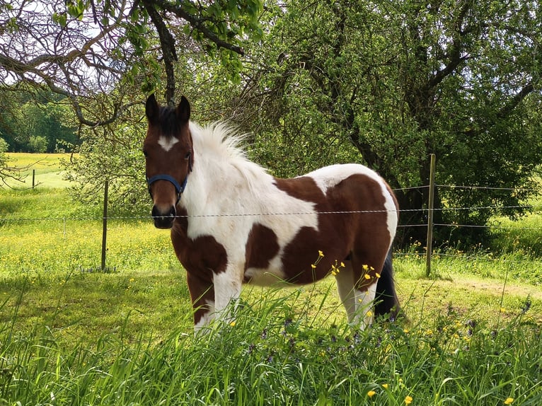 Standardbred américain Jument 5 Ans 153 cm Bai in Althengstett