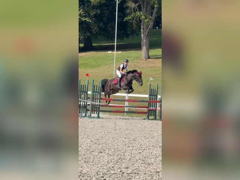 Standardbred américain Jument 5 Ans 158 cm Bai brun in Vilnius