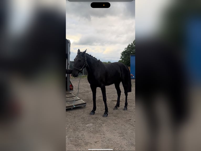 Standardbred américain Jument 6 Ans 163 cm Bai in Calderdale