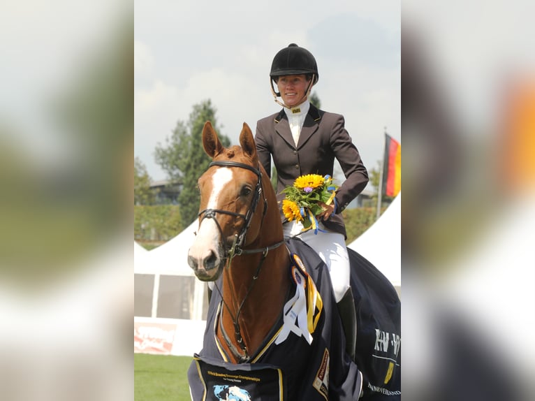STANLEY Hannoveranare Hingst fux in Celle