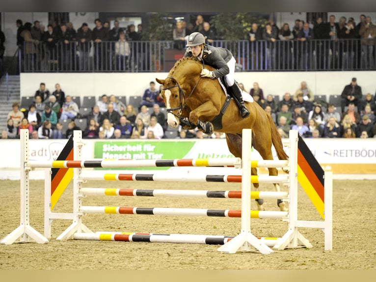 STANLEY Hanoverian Stallion Chestnut-Red in Celle