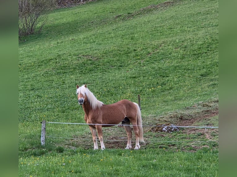 STENMARK Haflinger / Avelignese Stallone Sauro in Steinen