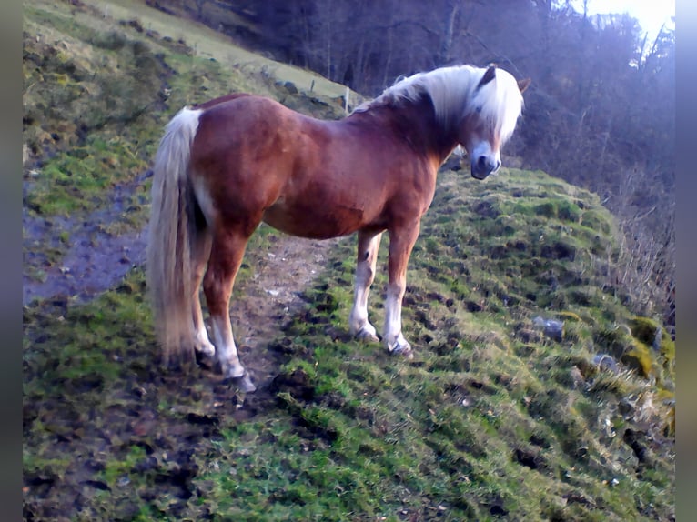 STENMARK Haflinger Hengst Fuchs in Steinen