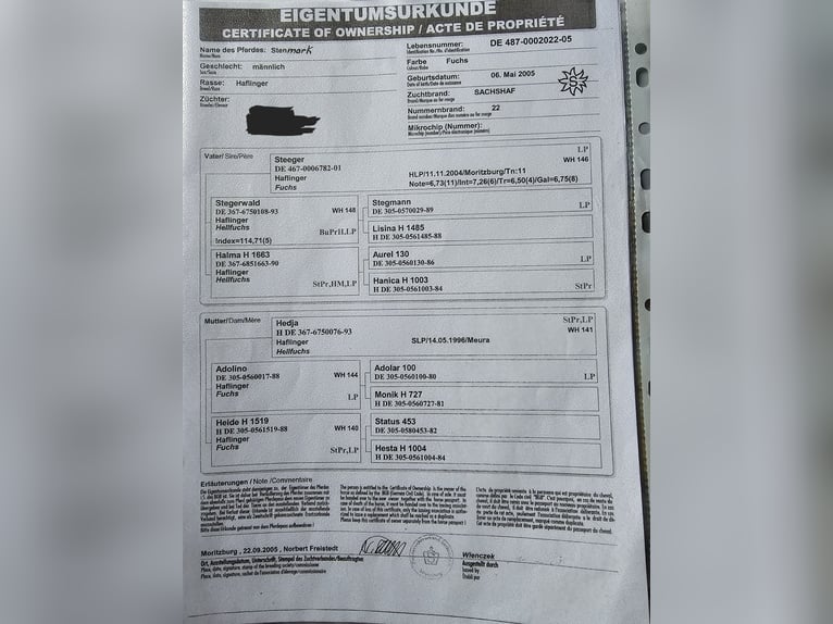 STENMARK Haflinger Hengst Fuchs in Steinen