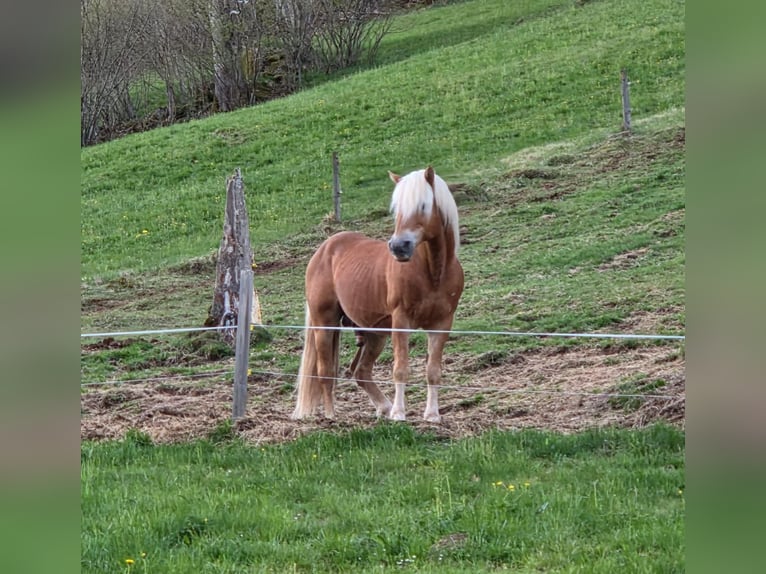 STENMARK Haflinger Hengst Vos in Steinen