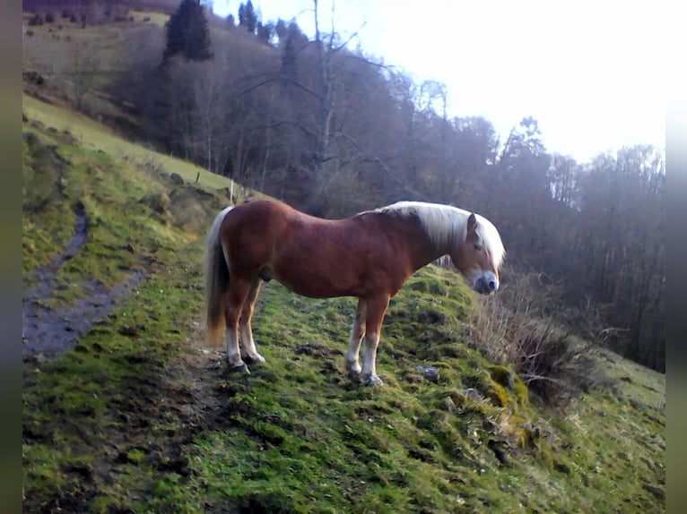 STENMARK Haflinger Hingst fux in Steinen