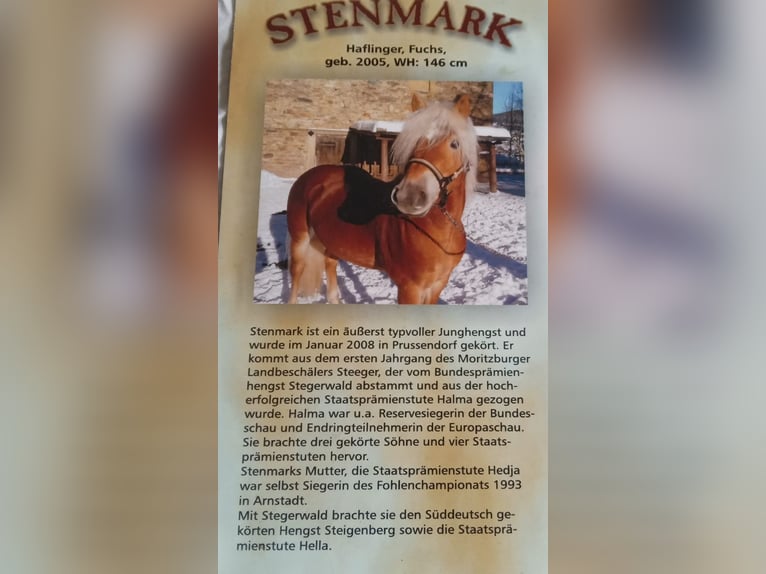 STENMARK Haflinger Hingst fux in Steinen