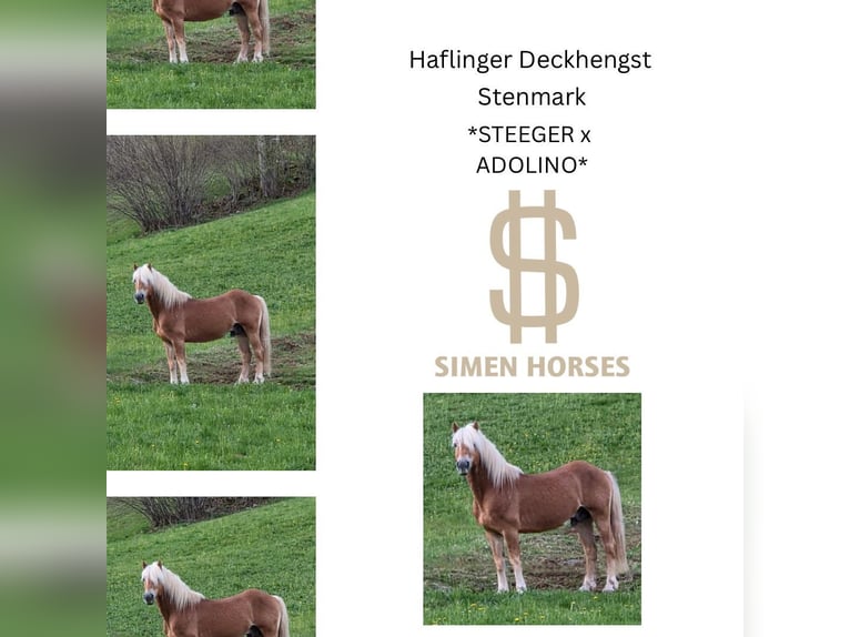 STENMARK Haflinger Stallion Chestnut-Red in Steinen