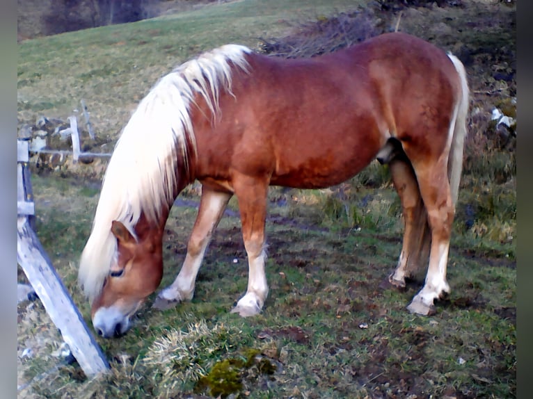 STENMARK Haflinger Stallion in Steinen